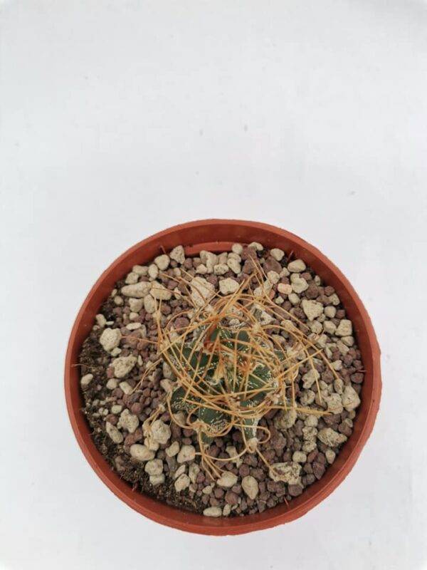 Astrophytum Aureum v. Sierra Paila - immagine 2