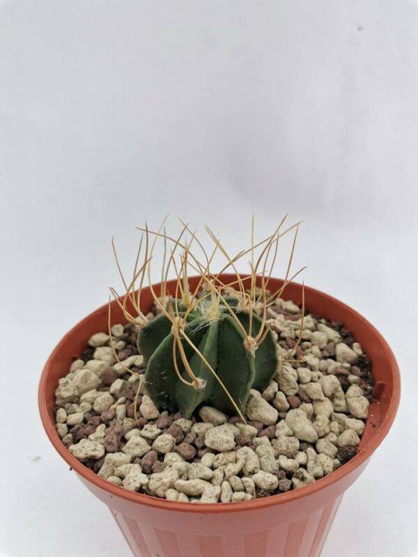 Astrophytum Aureum v. Sierra Paila - immagine 3