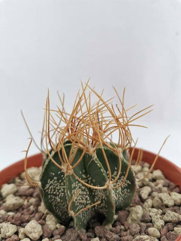 Astrophytum Aureum v. Sierra Paila