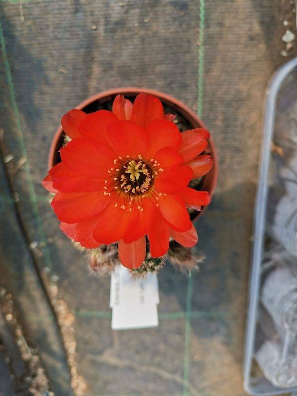 Chamaelobivia Hybrid fiore Rosso