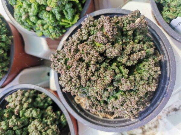 Euphorbia Polygona Crestata - immagine 3