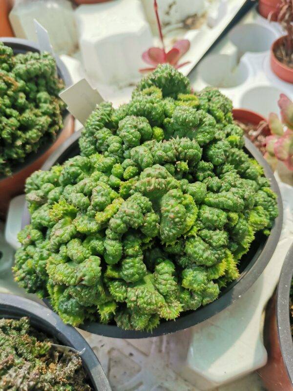 Euphorbia Polygona Crestata