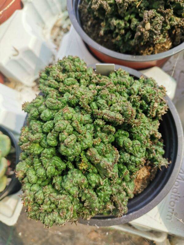 Euphorbia Polygona Crestata - immagine 2