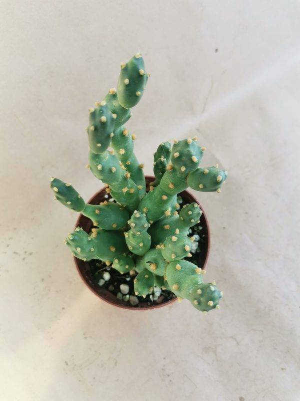 Cumulopuntia Dactylifera - immagine 2