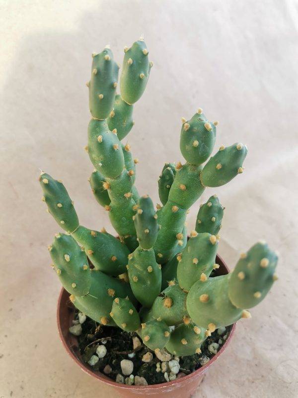 Cumulopuntia Dactylifera