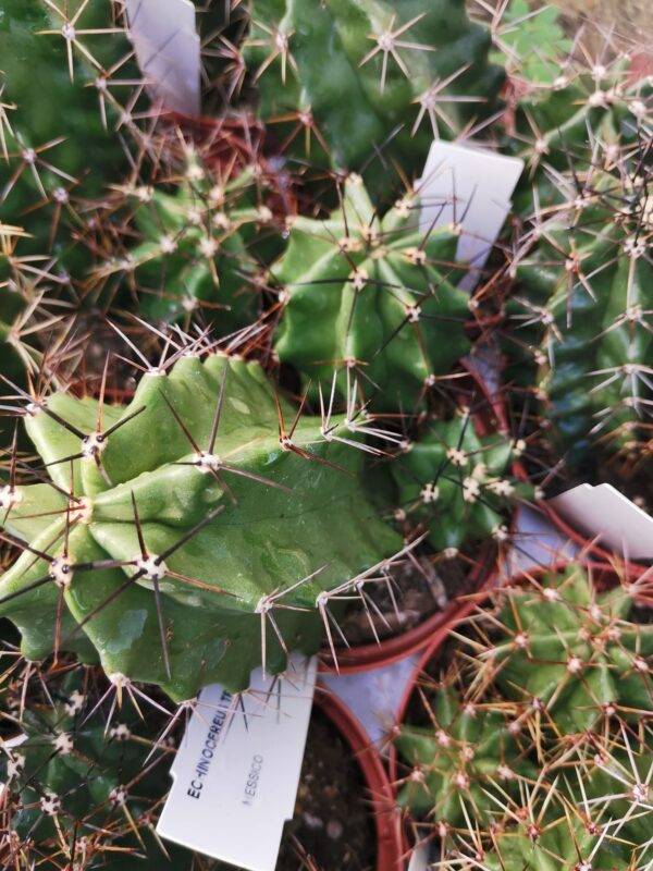 Echinocereus Triglochidiatus - Image 3