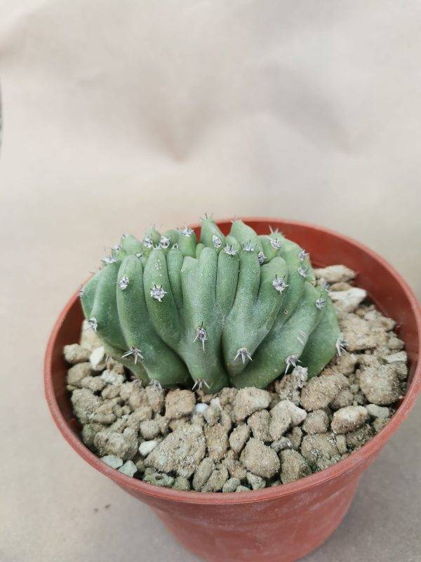 Lophocereus Schottii Crestato - immagine 3