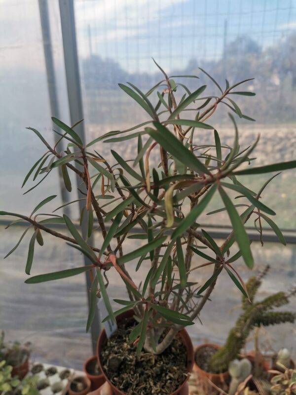 Euphorbia Balsamifera - Image 2