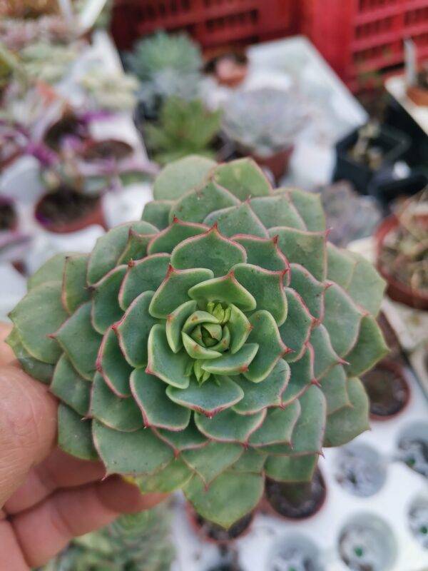 Echeveria Ramillette
