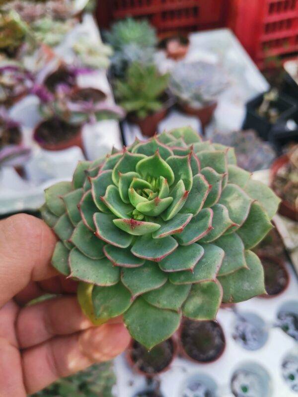 Echeveria Ramillette - immagine 2