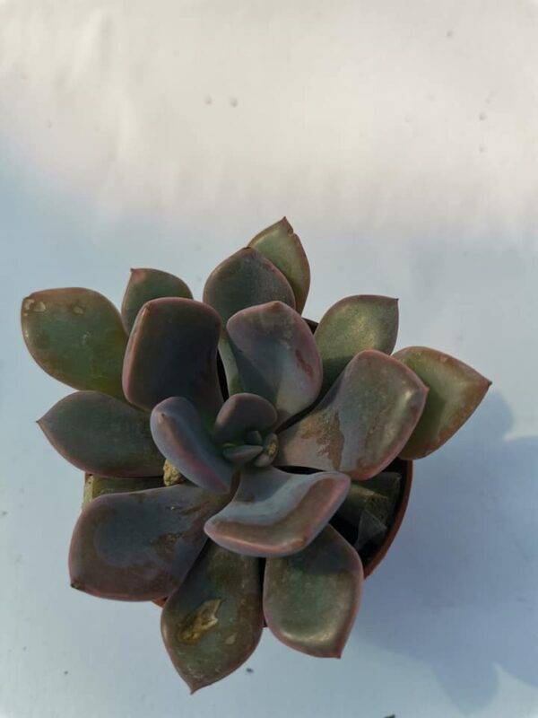 Graptoveria Debbie - immagine 2