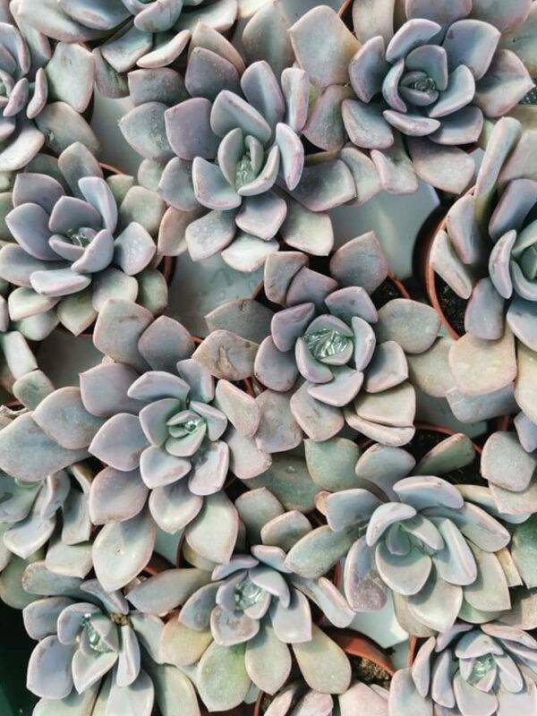 Graptoveria Debbie