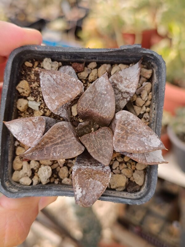 Haworthia comptoniana sun - immagine 2