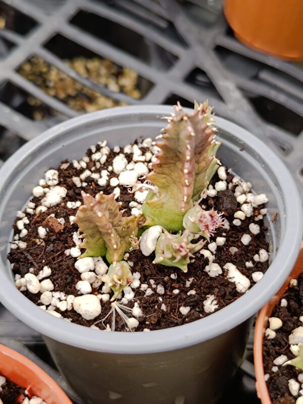 Huernia Quinta - immagine 2