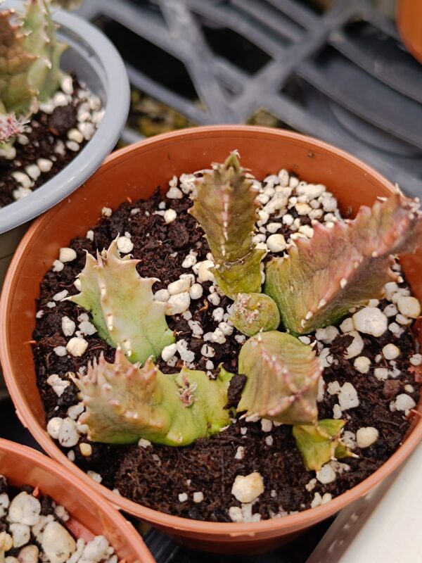 Huernia Quinta - immagine 3