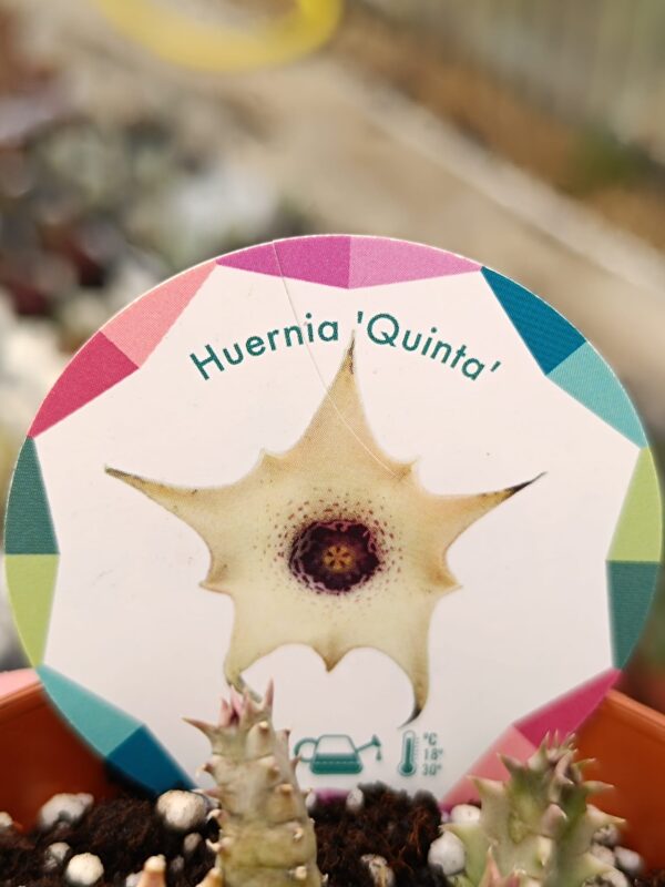 Huernia Quinta