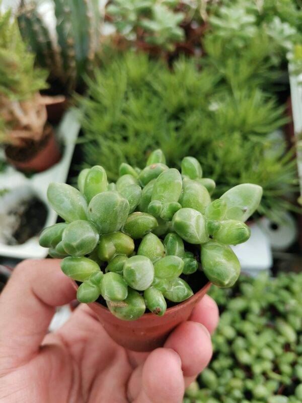 Pachyphytum Compactum Crestata - immagine 2