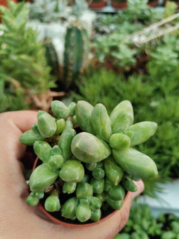 Pachyphytum Compactum Crestata - immagine 3