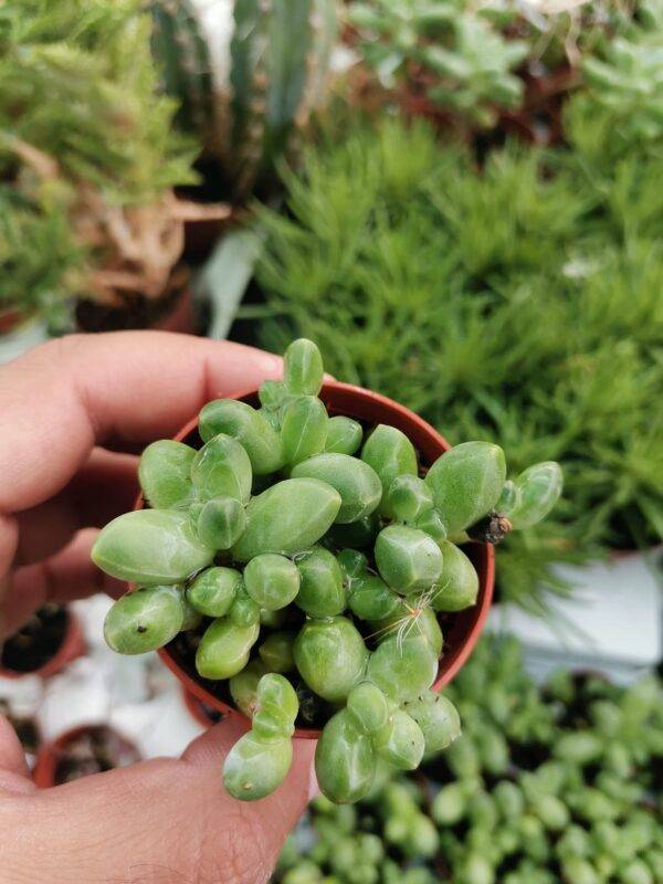 Pachyphytum Compactum Crestata - immagine 4
