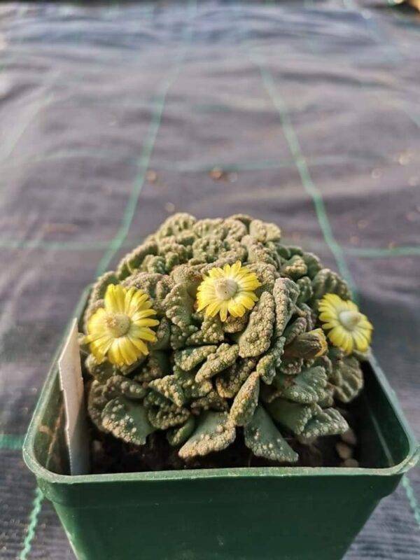 Titanopsis Calcarea - immagine 6
