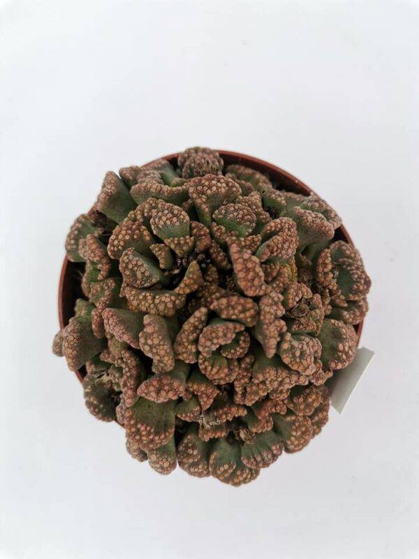 Titanopsis Calcarea - immagine 3