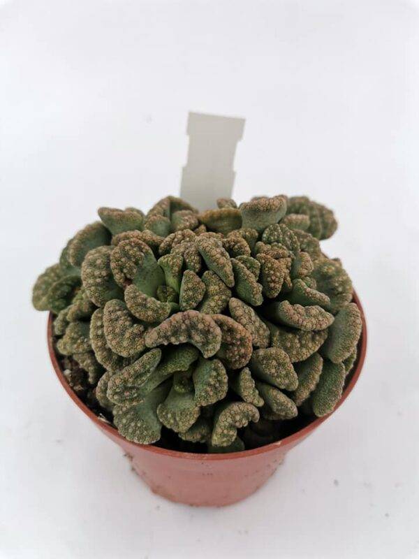 Titanopsis Calcarea - immagine 4