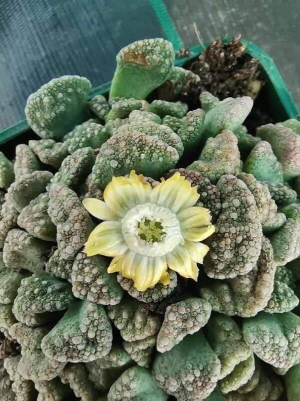 Titanopsis Calcarea