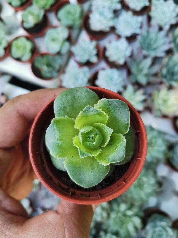 Greenovia Aurea el Hierro - immagine 2