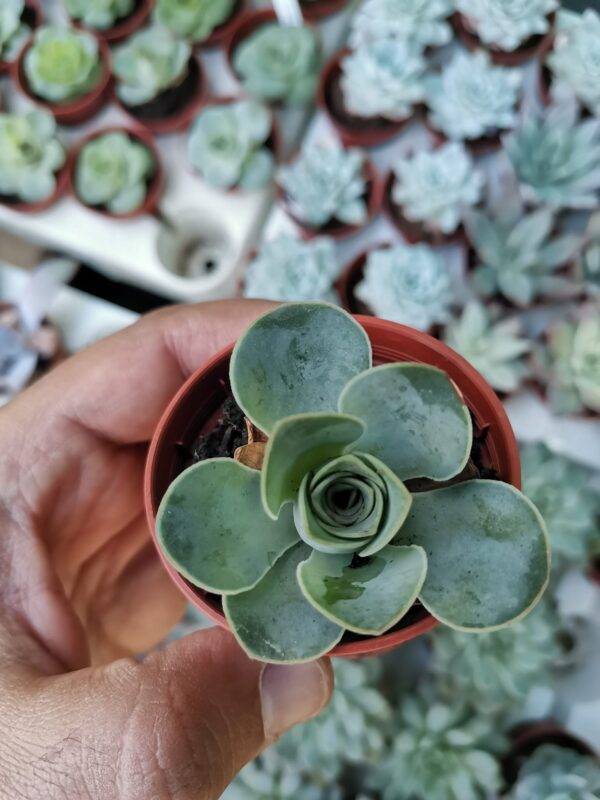 Greenovia Aurea el Hierro - immagine 3