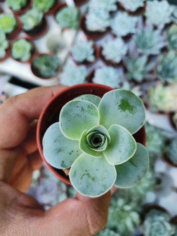 Greenovia Aurea el Hierro