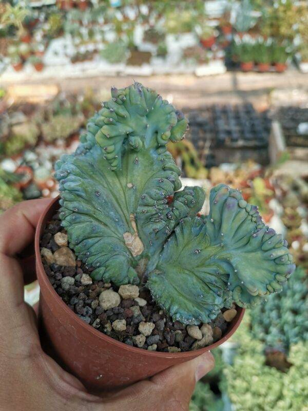 Myrtillocactus geom. Crestata F. Strictus