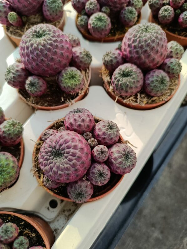 Sulcorebutia Rauschii