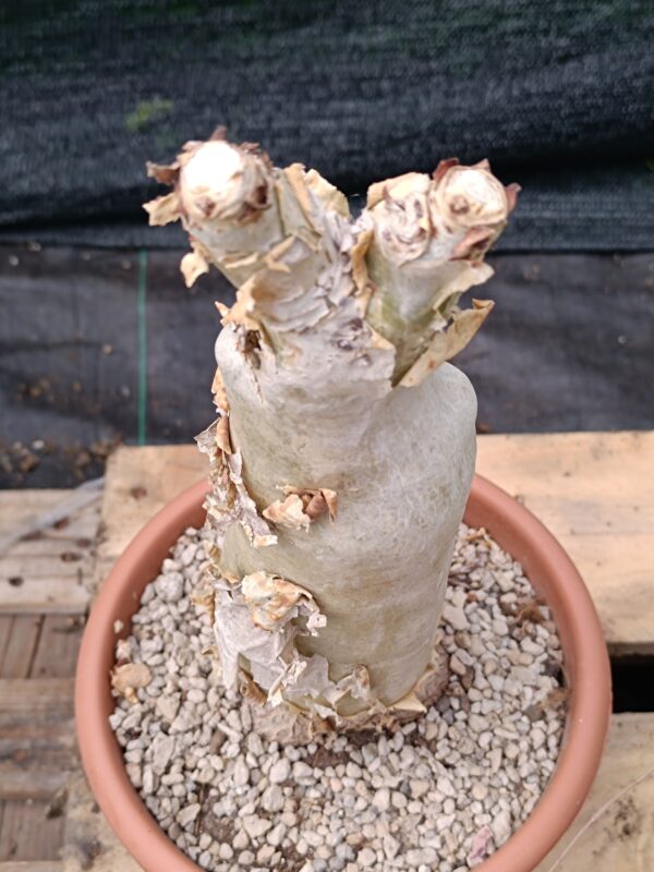 Cyphostemma Juttae Big - immagine 2