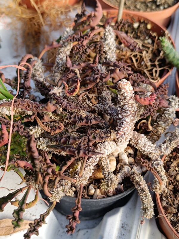 Euphorbia Decaryi v. Spirosticha - immagine 3