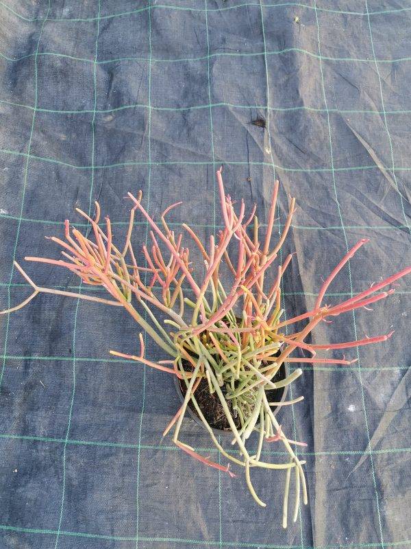 Euphorbia Tirucalli Sticks on Fire o Albero della Matita - immagine 2