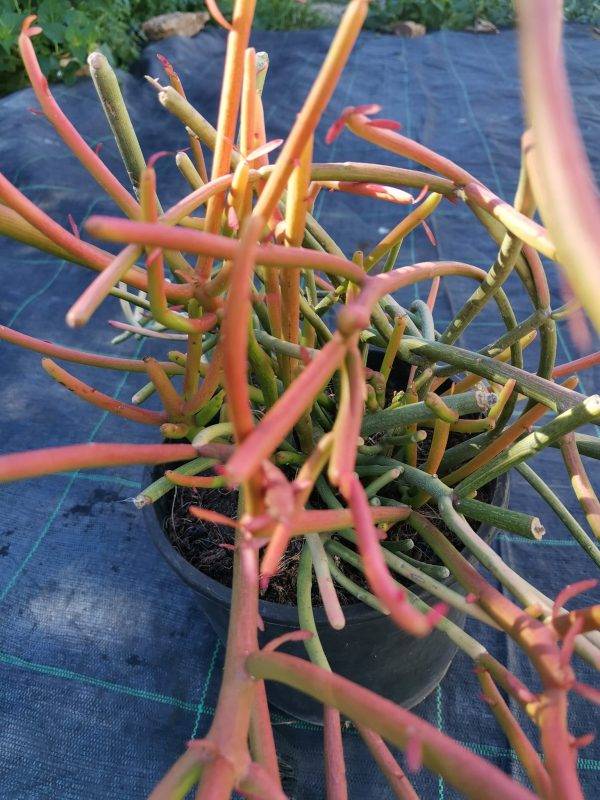 Euphorbia Tirucalli Sticks on Fire o Albero della Matita - immagine 3