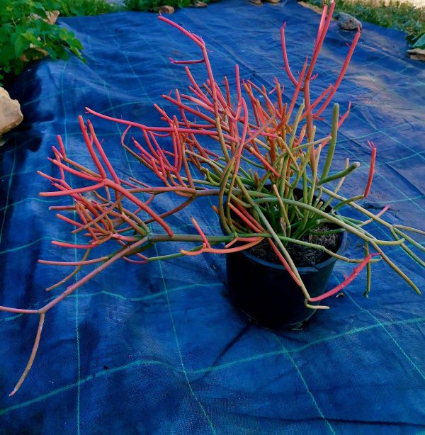 Euphorbia Tirucalli Sticks on Fire o Albero della Matita - immagine 5