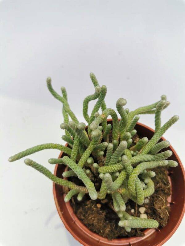 Avonia Grisea - immagine 2