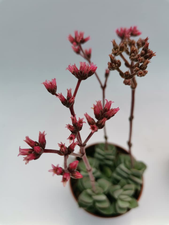 Crassula Coralita - Siracactus succulente sicilia - vendita online