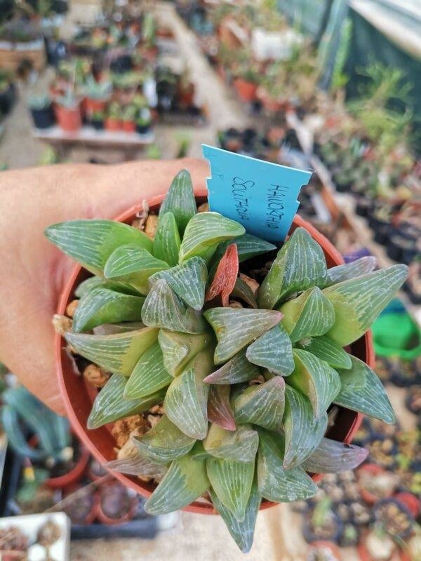 Haworthia Solitaria