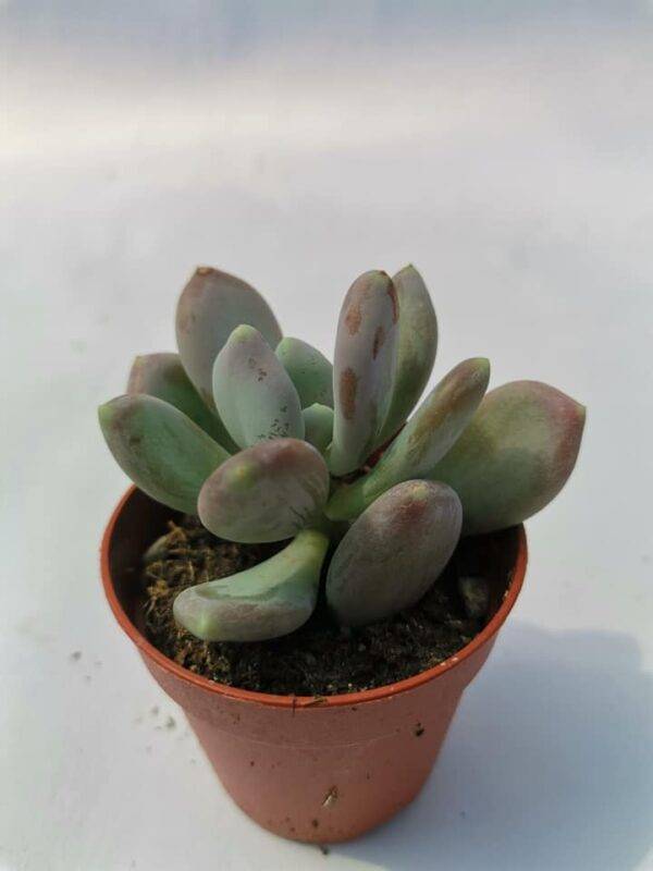 Pachyphytum Glutinicaule