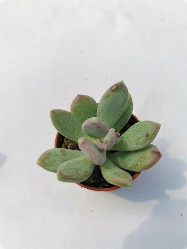 Pachyphytum Glutinicaule - Image 3