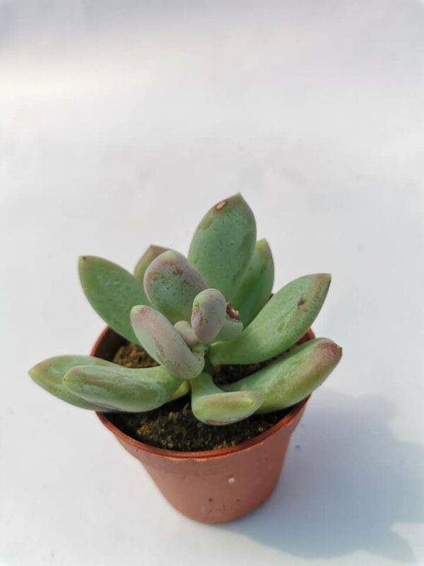 Pachyphytum Glutinicaule - Image 4
