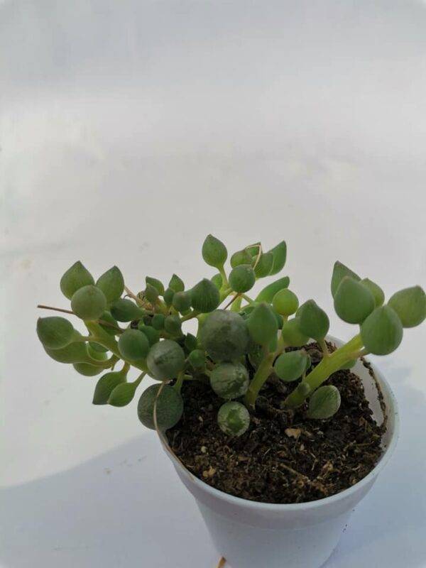 Senecio Pusillus Citriformis