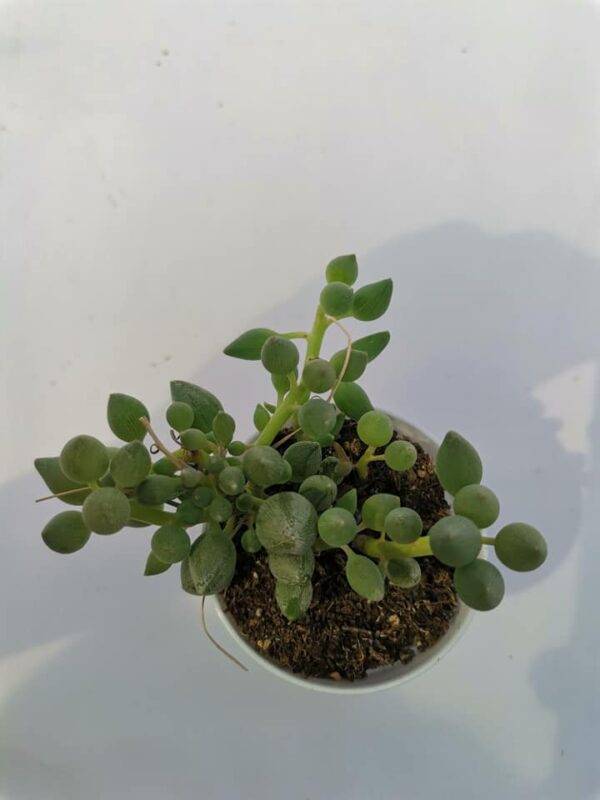 Senecio Pusillus Citriformis - immagine 2