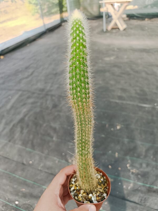 Cleistocactus Hildegardie