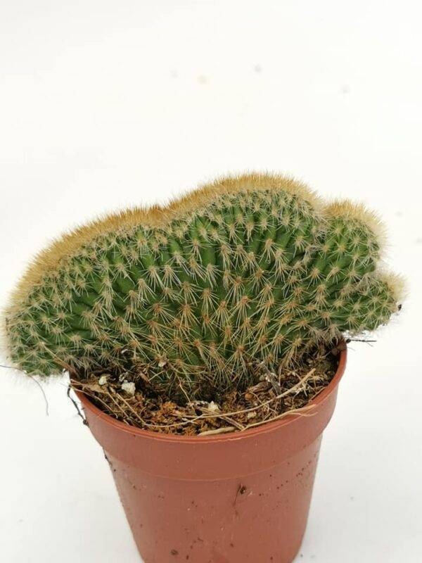 Cleistocactus Winterii Crestata
