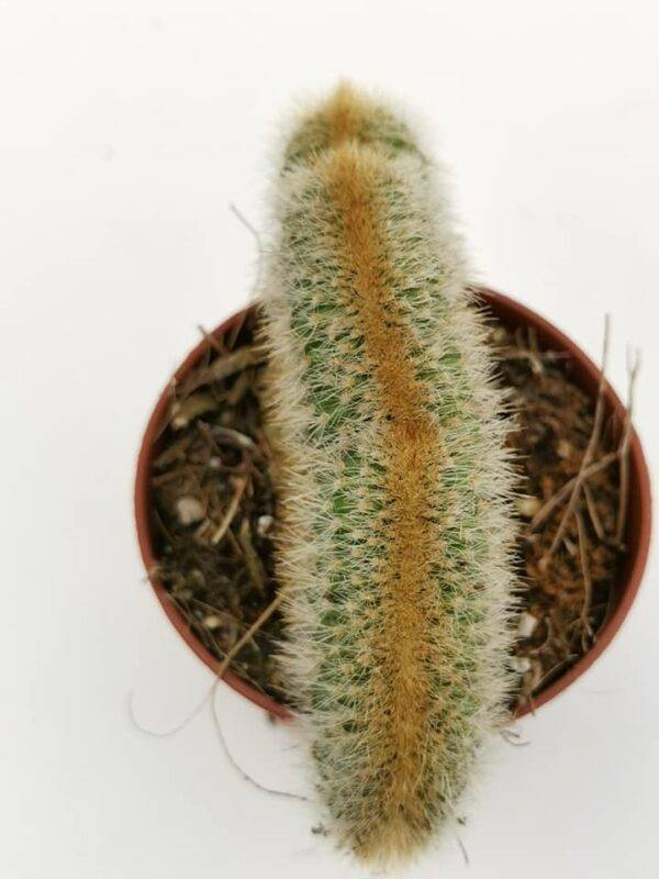 Cleistocactus Winterii Crestata - immagine 2