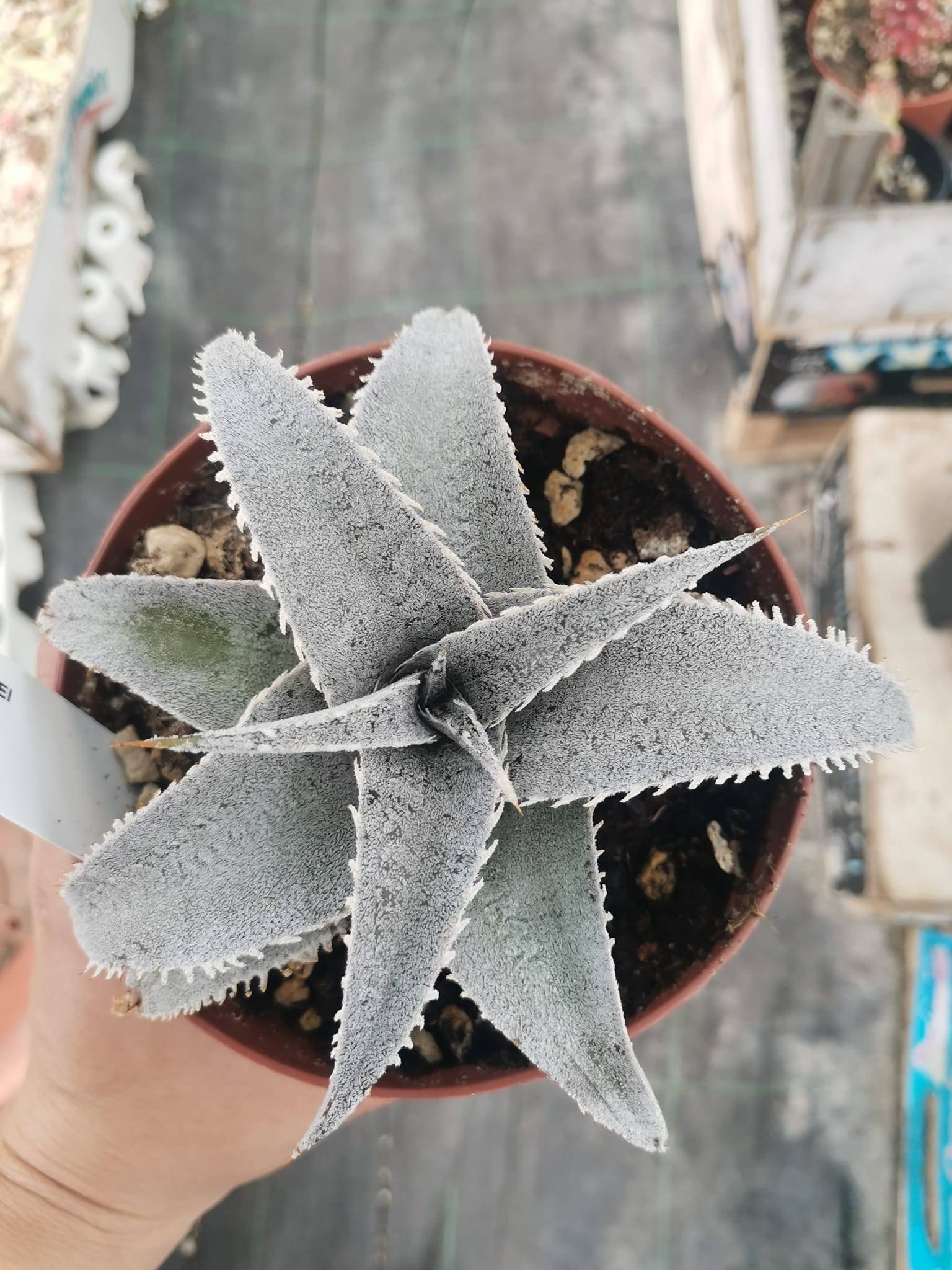 Dyckia Marnier Lapostollei Siracactus Vendita Piante Grasse Da Collezione