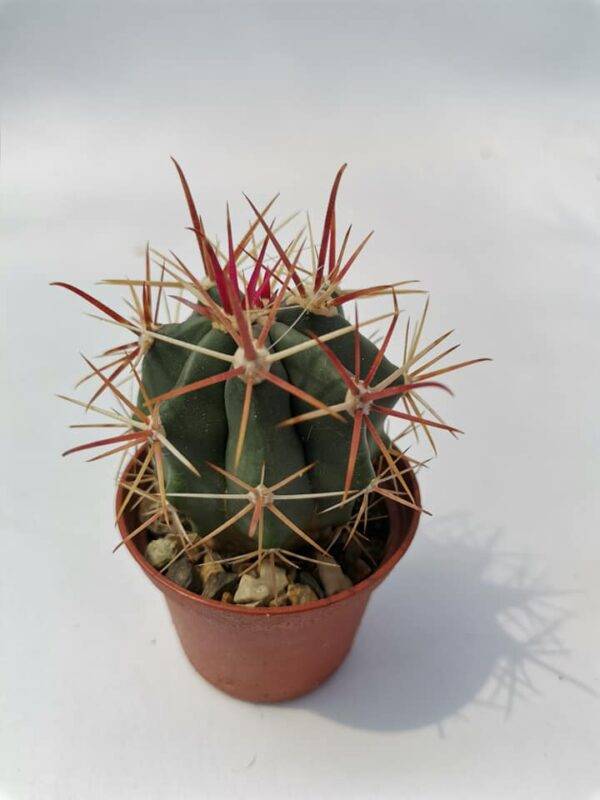 Ferocactus Viridiscens v. Litoralis cv Borstendornen Baja California